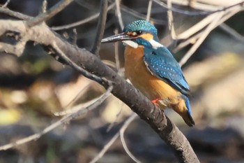 カワセミ 祖父江ワイルドネイチャー緑地 2023年1月8日(日)