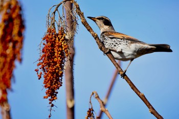 Dusky Thrush 木曽川 Sun, 1/8/2023