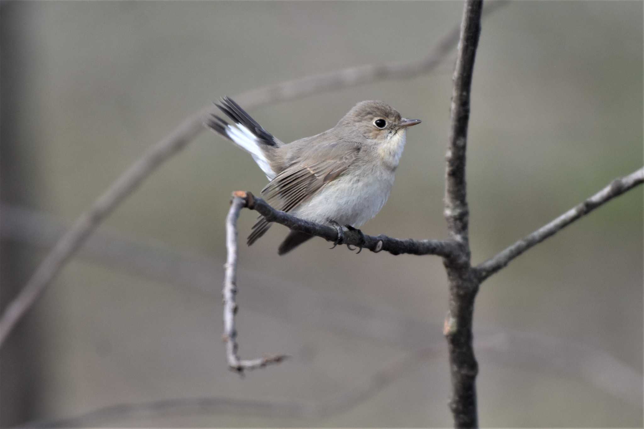 Red-breasted Flycatcher