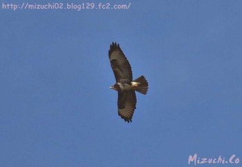 Common Buzzard スイス　Steinmaue-Neerach Mon, 4/2/2018