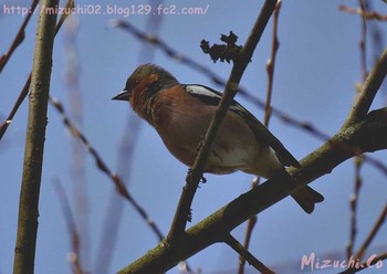 Eurasian Chaffinch スイス　Steinmaue-Neerach Mon, 4/2/2018