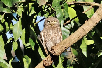 Jungle Owlet