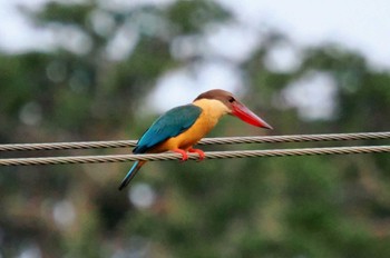 コウハシショウビン Sri Lanka 2023年1月23日(月)