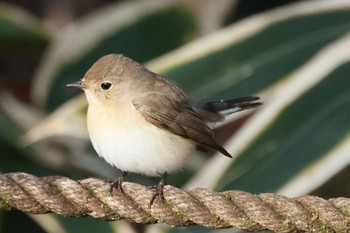 Red-breasted Flycatcher 祖父江ワイルドネイチャー緑地 Sun, 12/18/2022