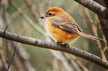 Bull-headed Shrike 大野極楽寺公園 Tue, 12/20/2022