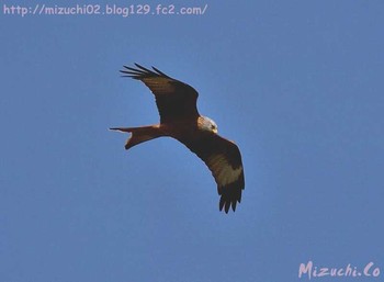 Red Kite スイス　Steinmaue-Neerach Mon, 4/2/2018