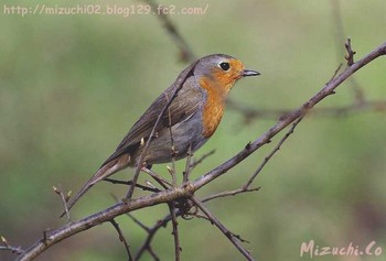 European Robin スイス　Steinmaue-Neerach Mon, 4/2/2018