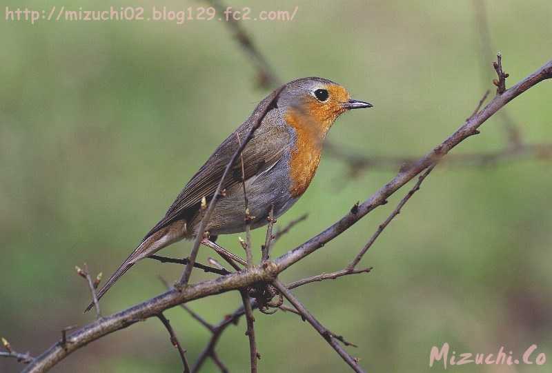 European Robin