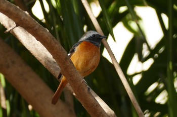 Daurian Redstart 東京都 Thu, 1/26/2023