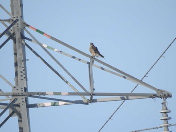 2023年1月28日(土) 帯広市 帯広川の野鳥観察記録