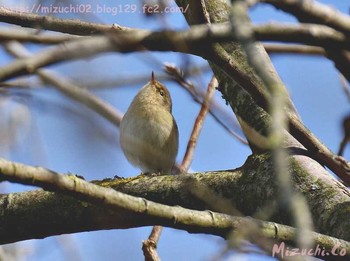 Common Chiffchaff スイス　Steinmaue-Neerach Mon, 4/2/2018