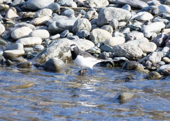 Japanese Wagtail 静内川 Sun, 1/29/2023