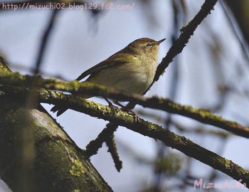 Common Chiffchaff スイス　Steinmaue-Neerach Mon, 4/2/2018