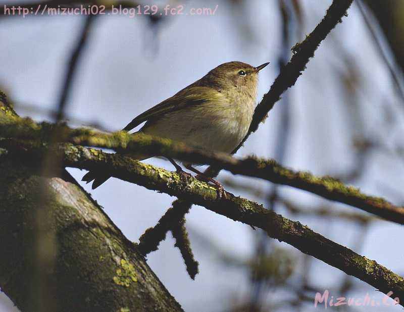 Common Chiffchaff