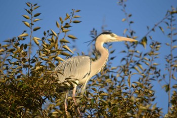 Grey Heron 七夕池(福岡市) Sat, 12/27/2014