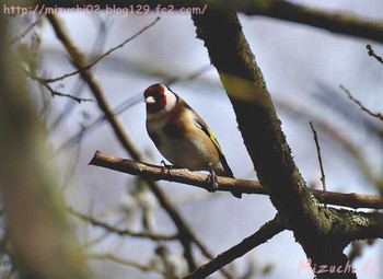 European Goldfinch スイス　Steinmaue-Neerach Mon, 4/2/2018