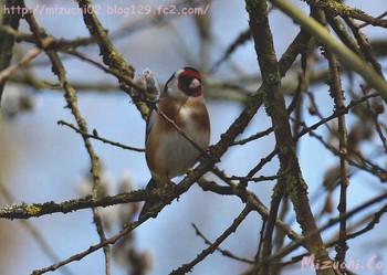 European Goldfinch スイス　Steinmaue-Neerach Mon, 4/2/2018