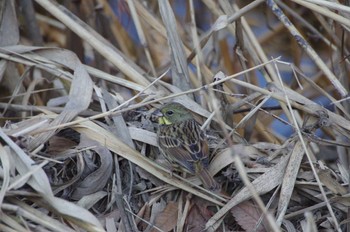 アオジ 鼬川 2023年1月30日(月)