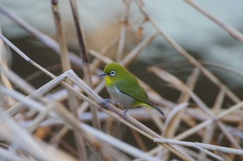 メジロ 鼬川 2023年1月30日(月)