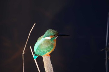 カワセミ 鼬川 2023年1月30日(月)