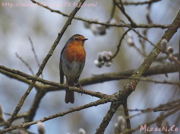 European Robin スイス　Steinmaue-Neerach Mon, 4/2/2018