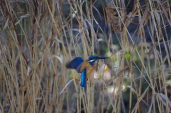 カワセミ 鼬川 2023年1月30日(月)