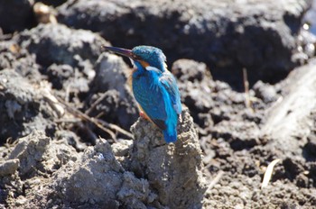 カワセミ 鼬川 2023年1月30日(月)