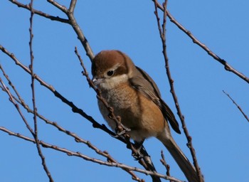 Bull-headed Shrike 静岡市 Mon, 1/30/2023