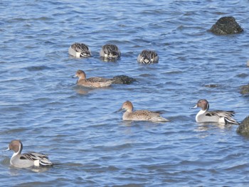 オナガガモ ふなばし三番瀬海浜公園 2023年1月28日(土)