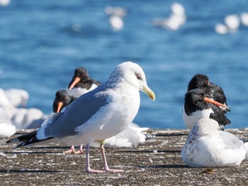 セグロカモメ ふなばし三番瀬海浜公園 2023年1月28日(土)