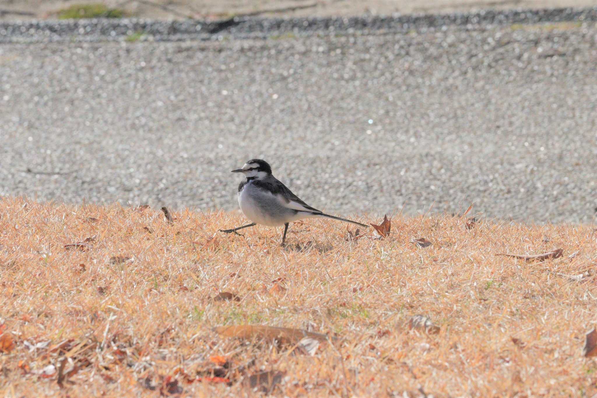 White Wagtail