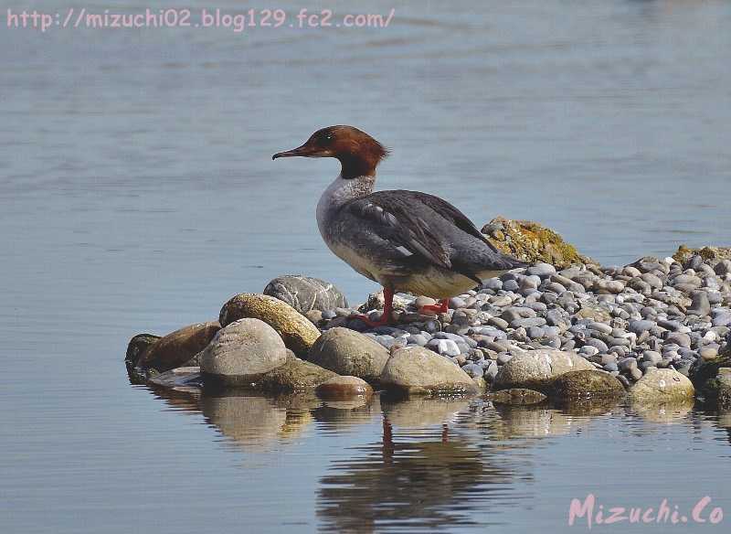 Common Merganser