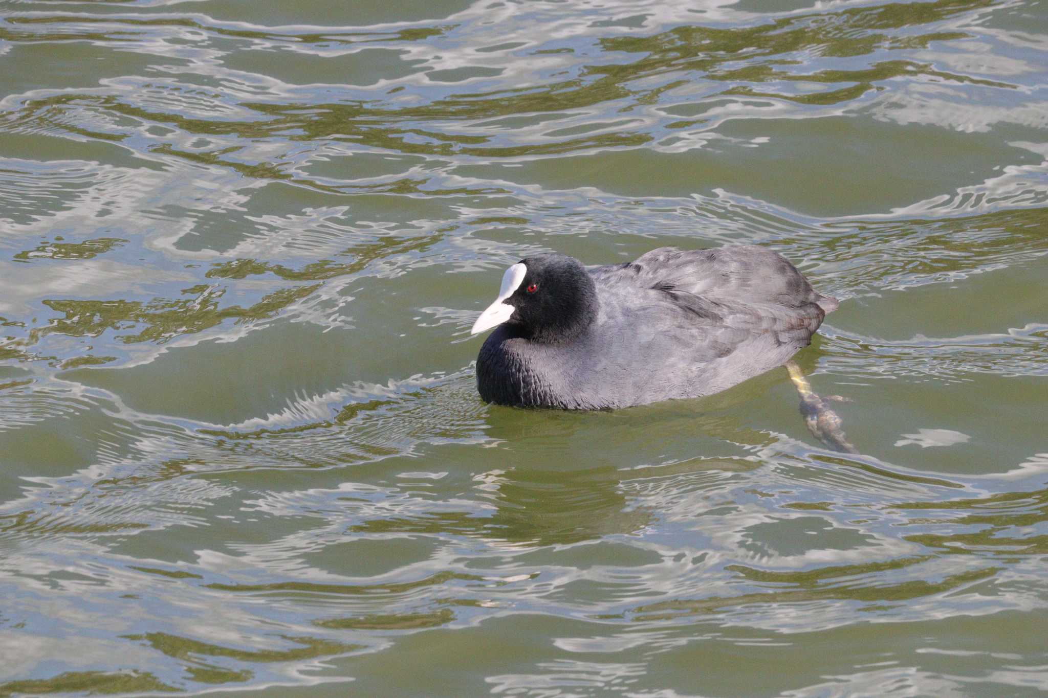 Eurasian Coot