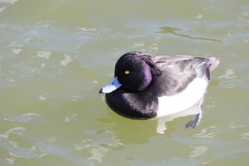 キンクロハジロ 聚楽園公園 2023年1月28日(土)