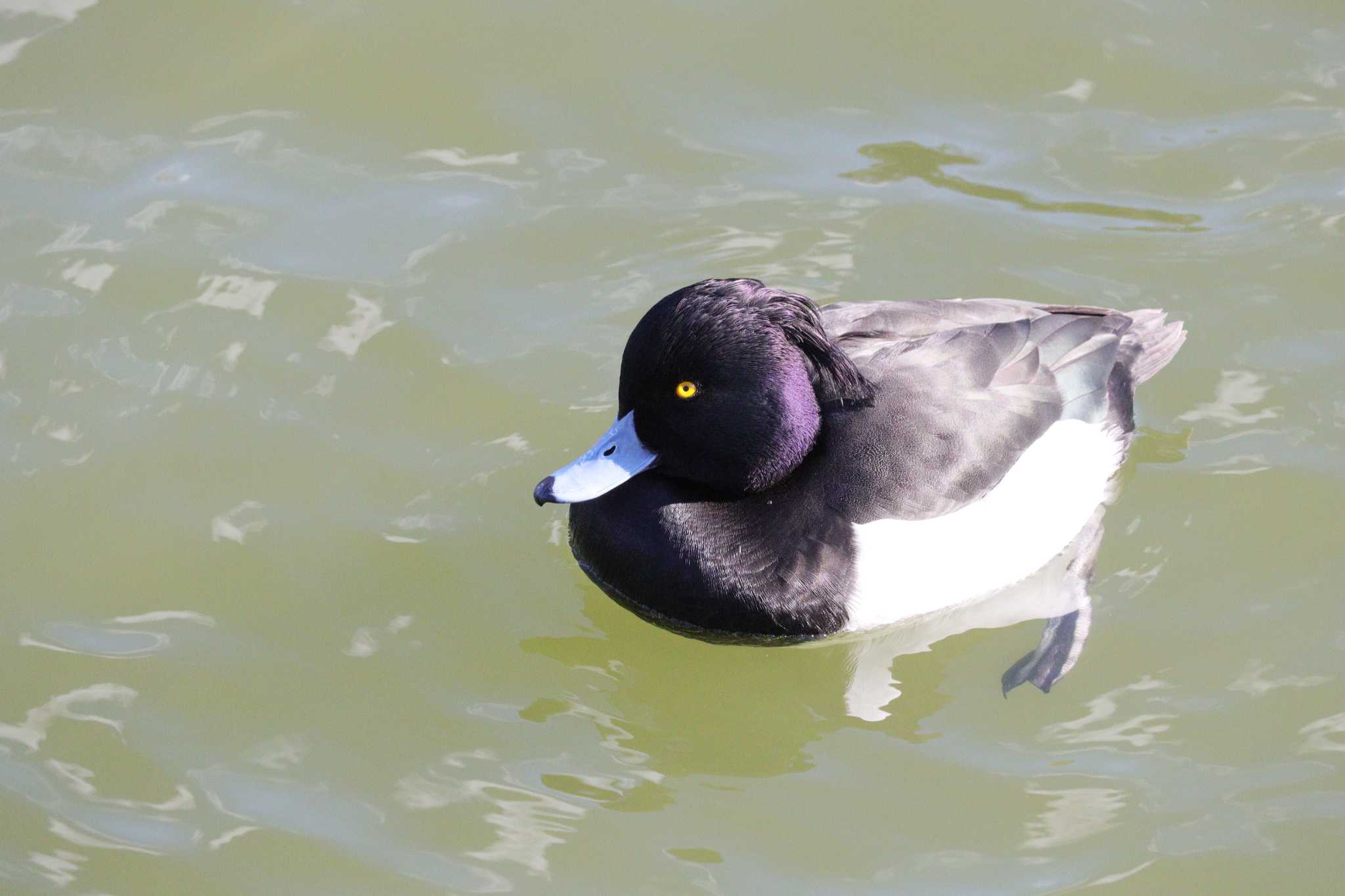 Tufted Duck