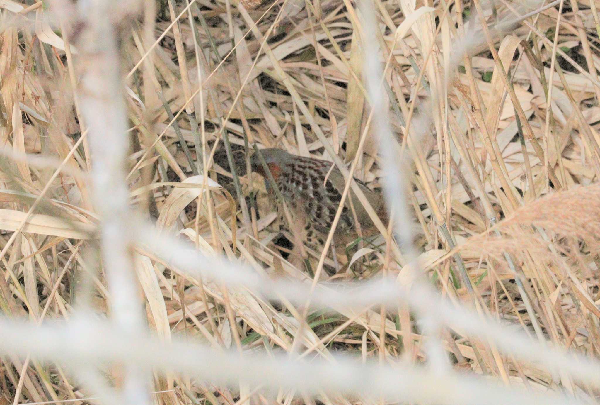 Chinese Bamboo Partridge