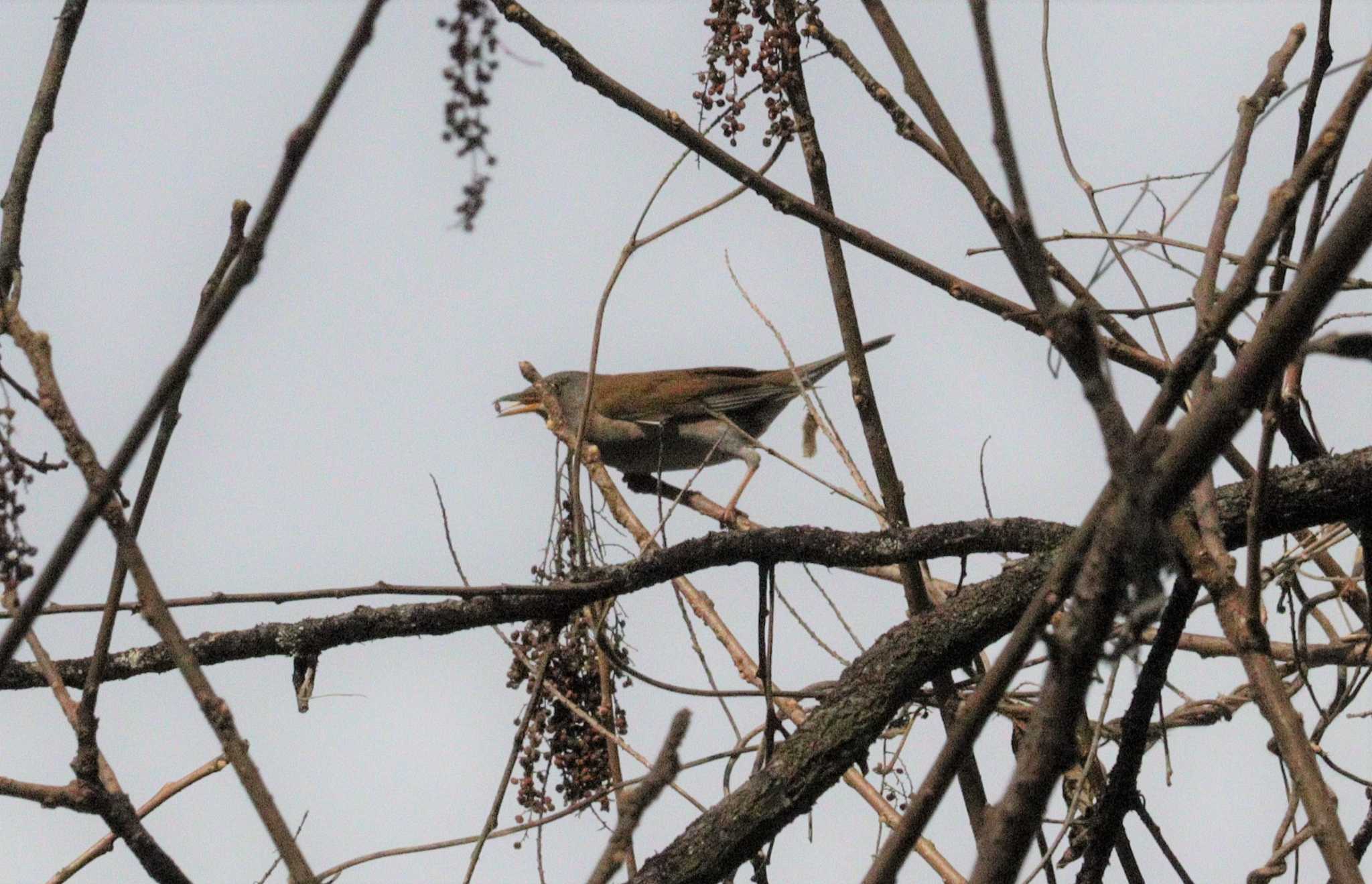 Pale Thrush