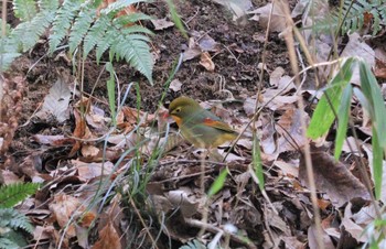 Wed, 2/1/2023 Birding report at 海上の森