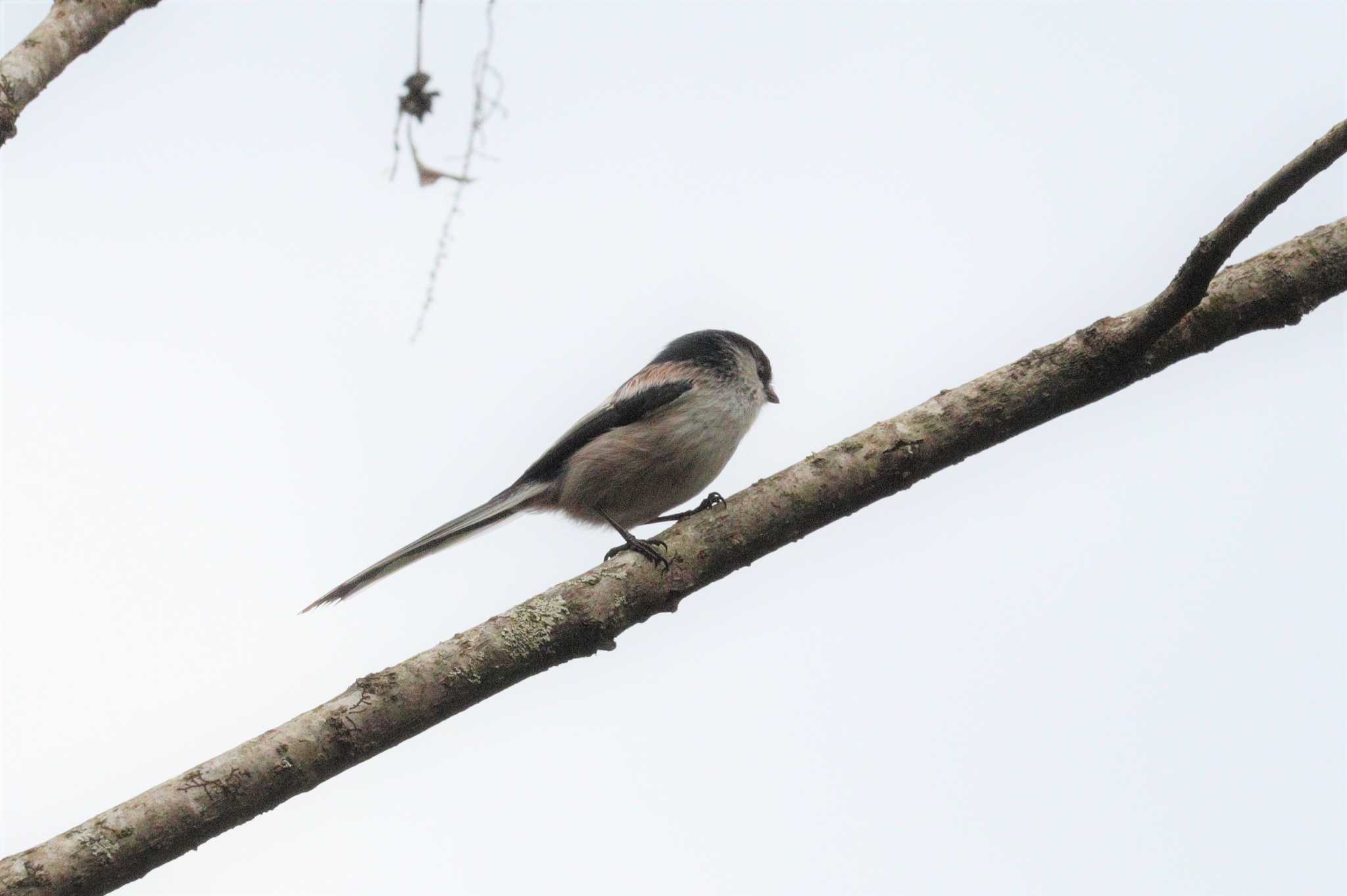 Long-tailed Tit