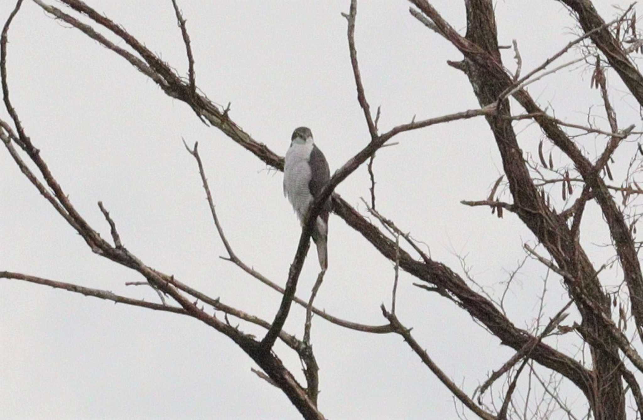 Eurasian Goshawk