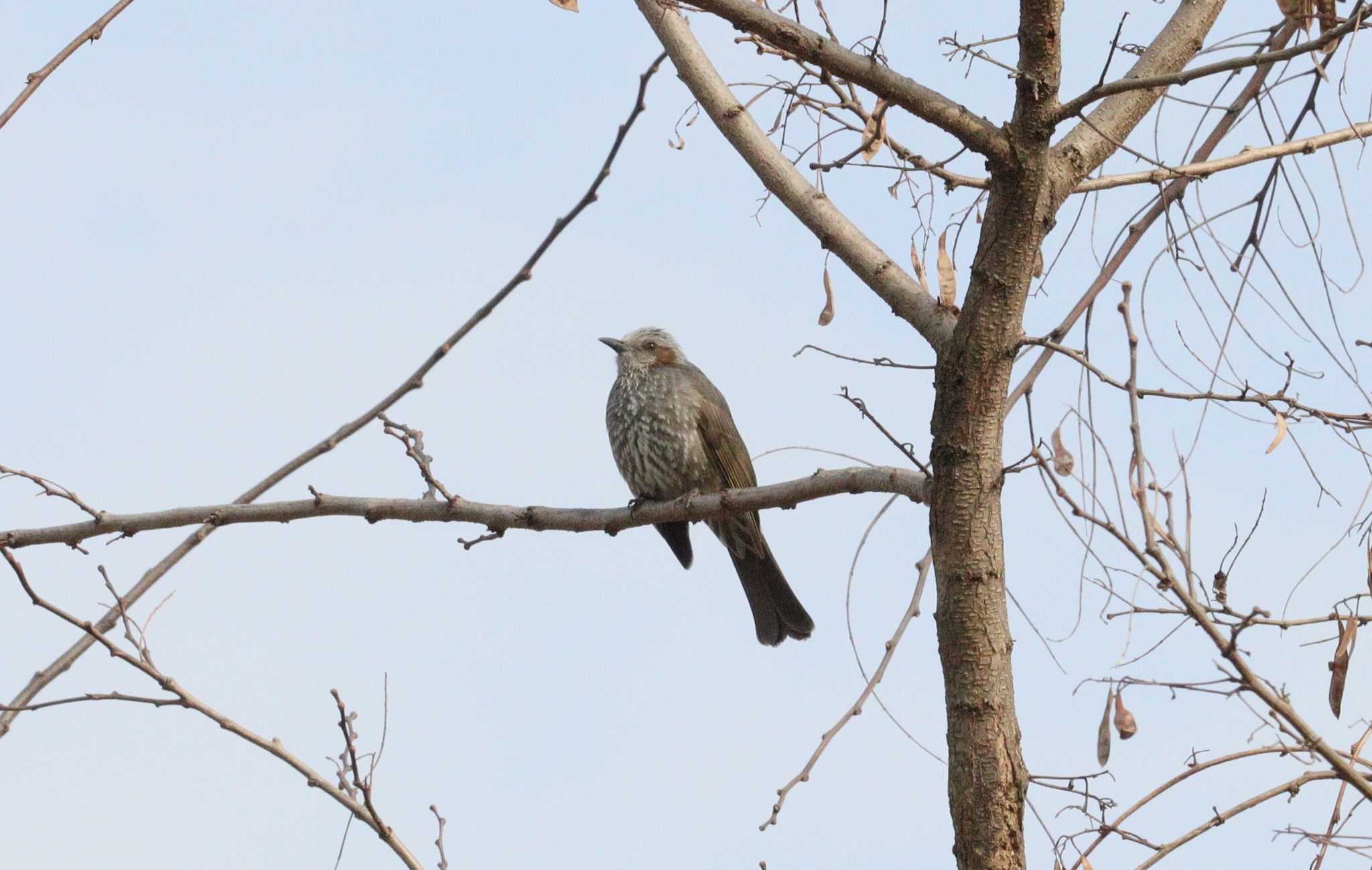 Brown-eared Bulbul