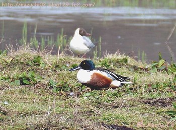 Northern Shoveler スイス　Steinmaue-Neerach Mon, 4/2/2018