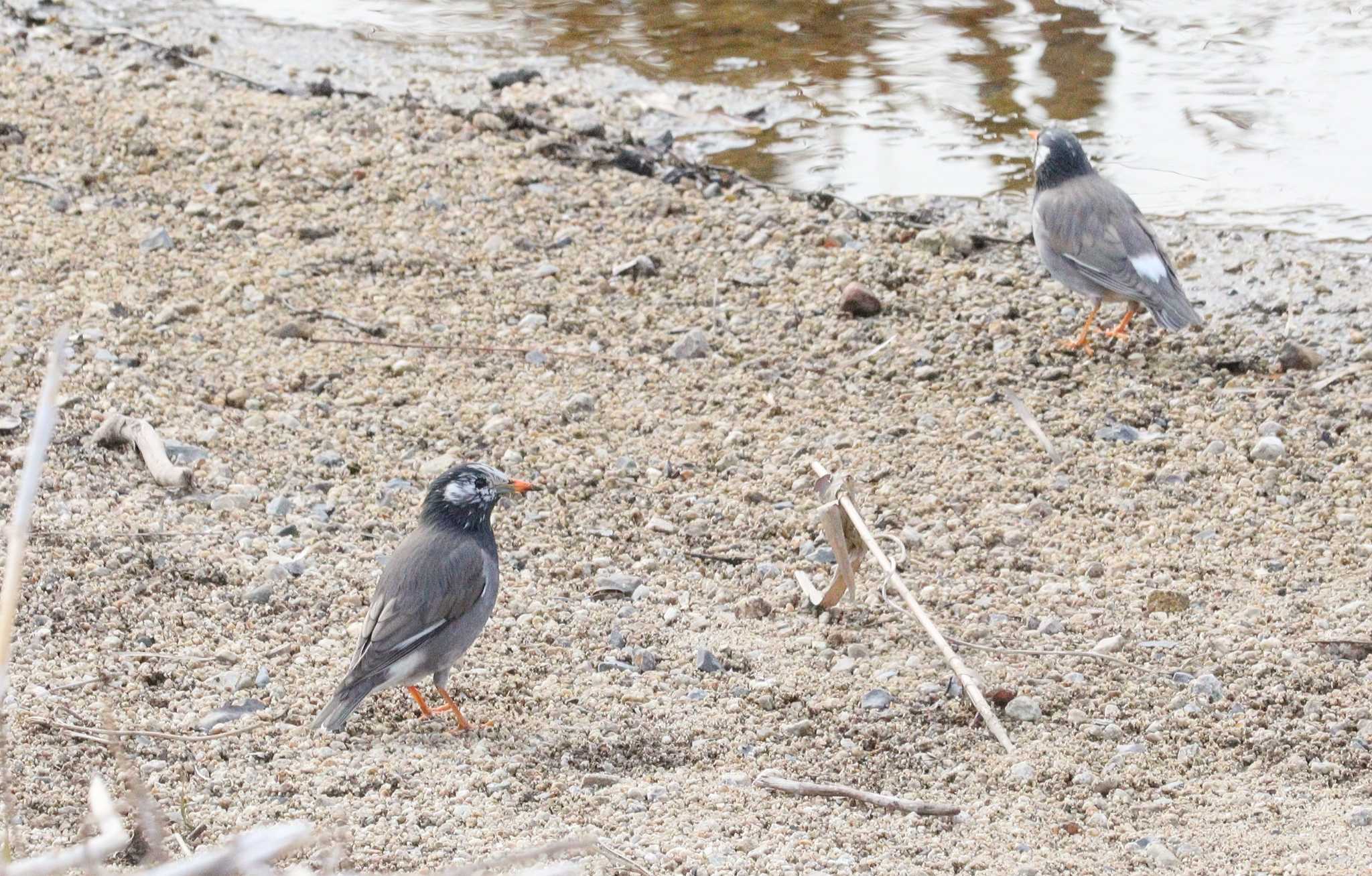 White-cheeked Starling