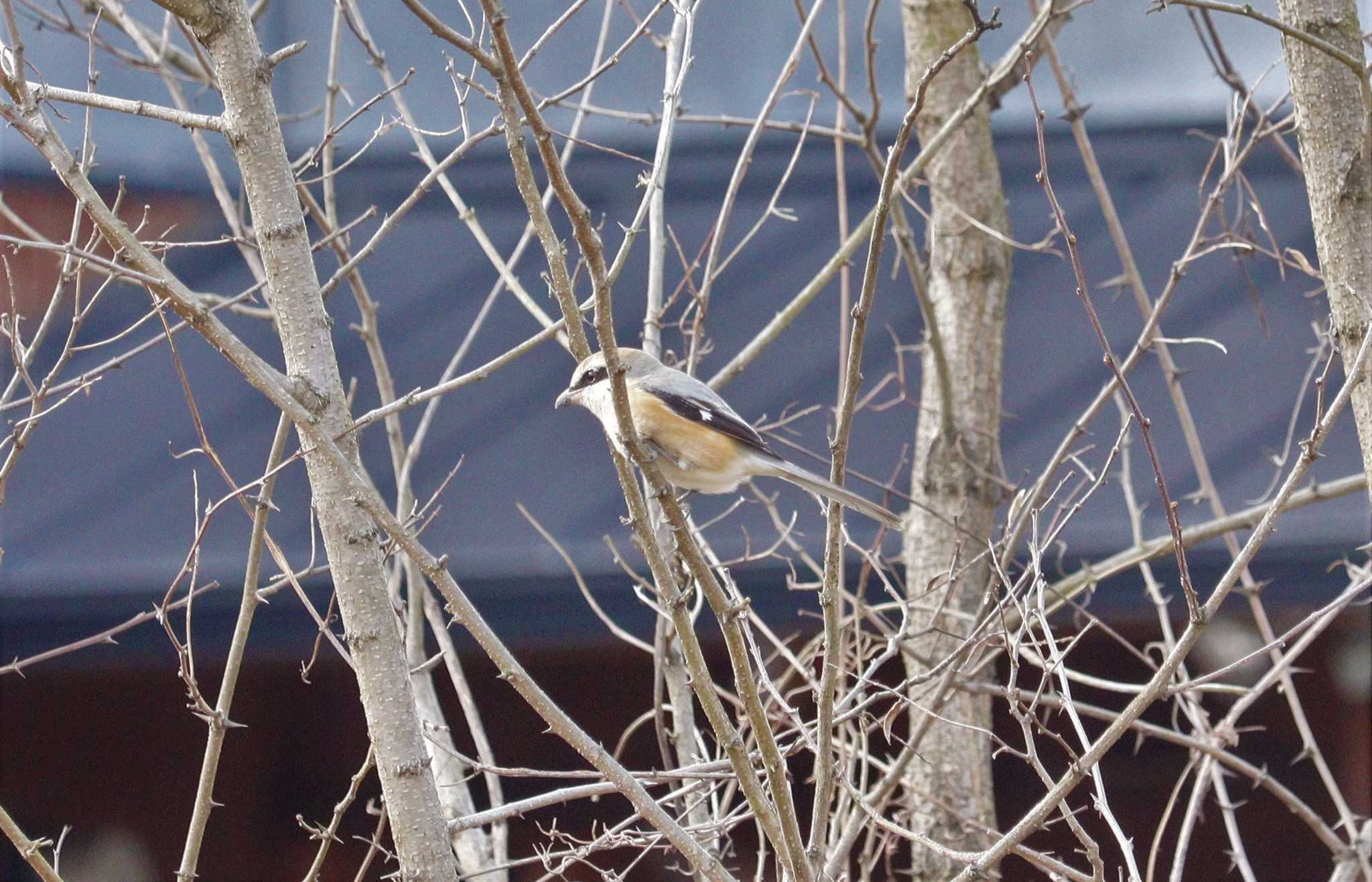 Bull-headed Shrike