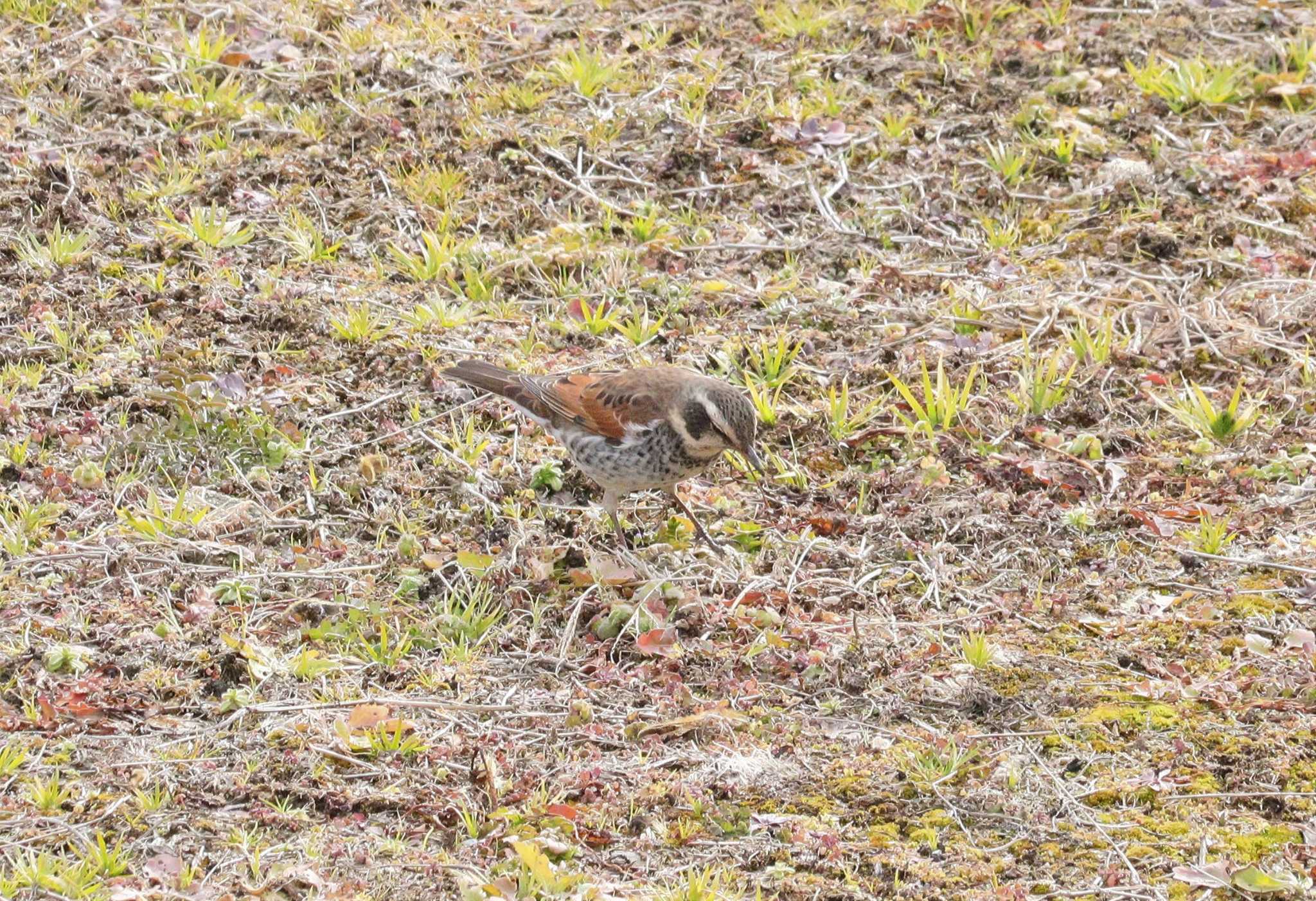 Dusky Thrush