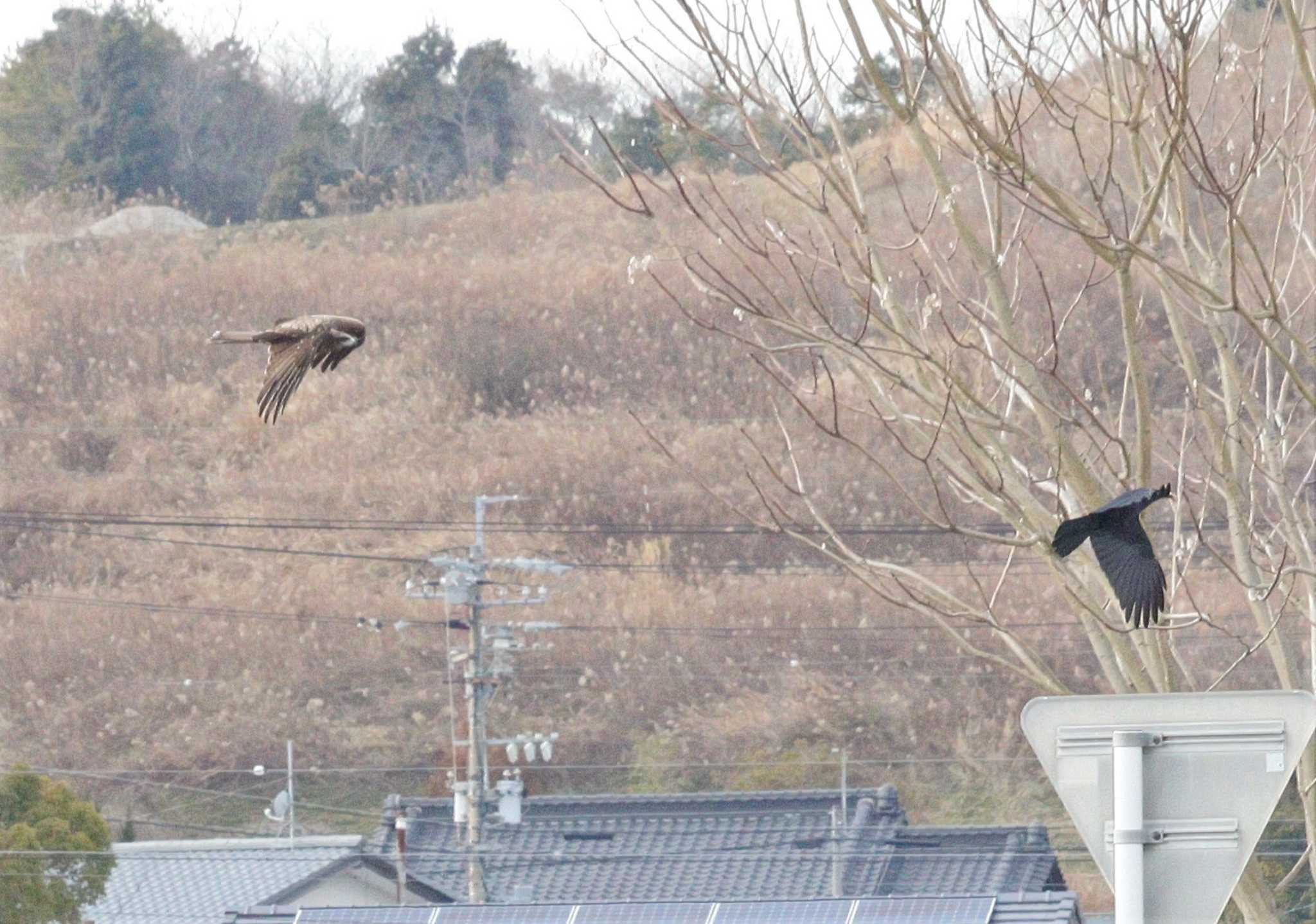 Black Kite