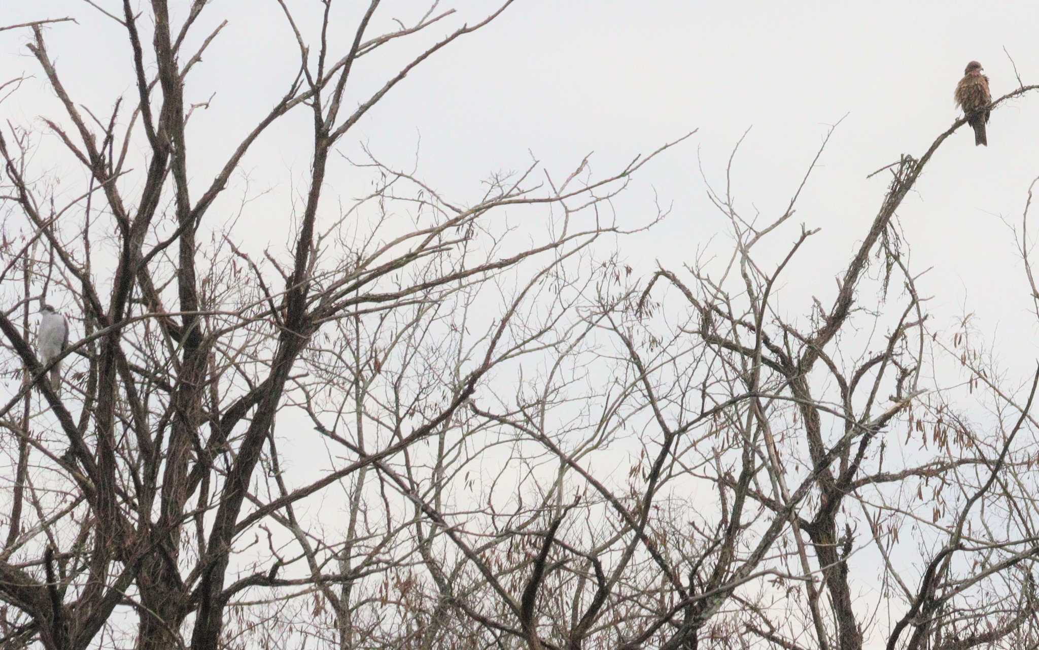 Eurasian Goshawk