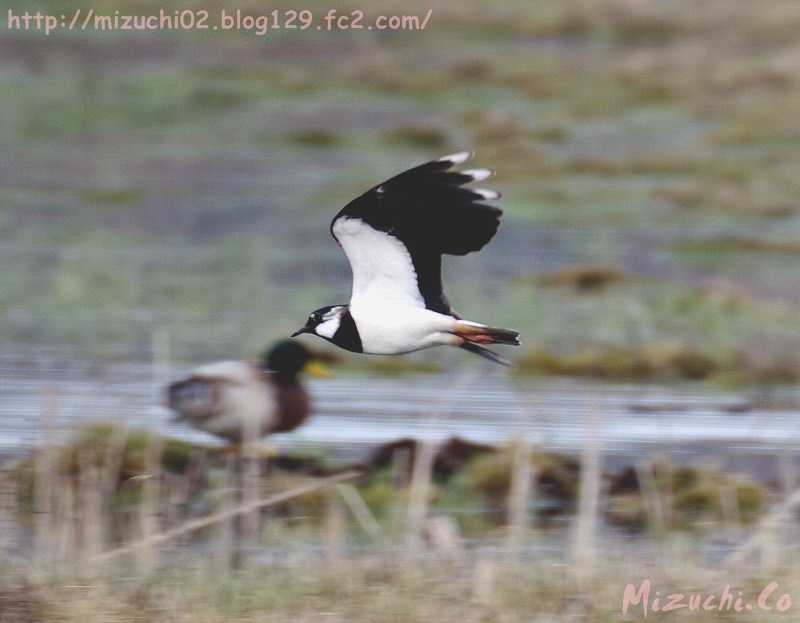 Northern Lapwing