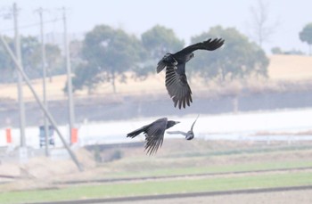 ハシボソガラス 鍋田干拓地 2023年2月1日(水)