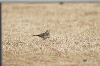 Water Pipit 八景島 Wed, 2/1/2023